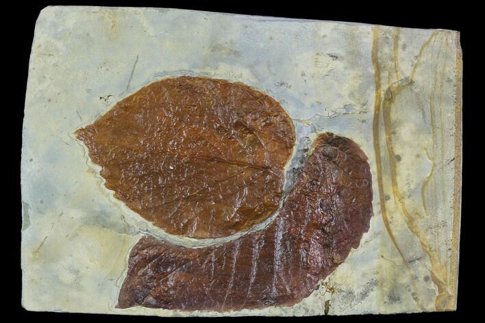 Two Fossil Leaves (Davidia, Beringiaphyllum) - Montana #106260